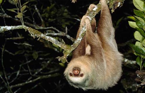 树懒寿命有多长 树懒的寿命最长能达到多少