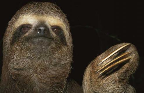 树懒可以当宠物吗 树懒可以买吗