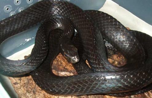 乌梢蛇有没有毒 乌梢蛇有没有毒图片