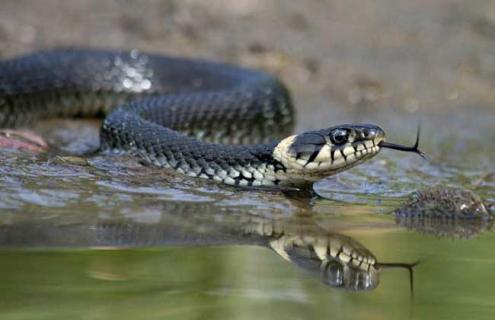 乌梢蛇吃什么食物（乌梢蛇最爱吃什么）