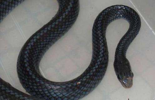 乌梢蛇能长多大 乌梢蛇能有多大