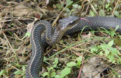 乌梢蛇是保护动物吗（乌梢蛇是保护动物吗为什么）
