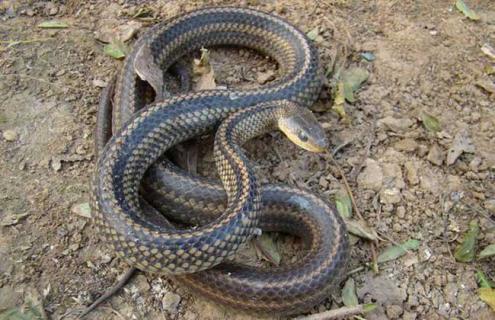 乌梢蛇繁殖技术 乌梢蛇繁殖技术有哪些