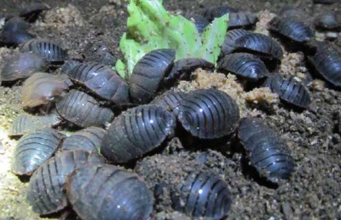 土元吃什么食物（土元吃什么东西为主）