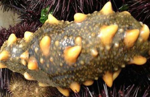 海参是什么动物 海参是什么动物类型