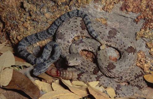 响尾蛇是什么蛇（响尾蛇是啥意思）