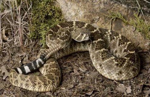 响尾蛇吃什么食物 响尾蛇吃啥