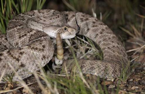 响尾蛇尾巴有什么作用 响尾蛇的尾巴是干什么用的