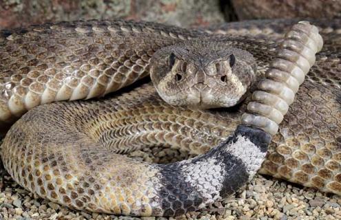 响尾蛇的天敌是什么（响尾蛇的天敌是谁?）