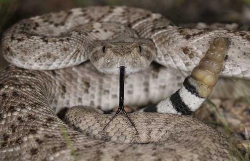 响尾蛇和眼镜蛇谁厉害 响尾蛇pk眼镜蛇