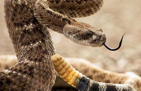 响尾蛇尾巴为什么会响（响尾蛇尾巴为什么会响头皮疼）