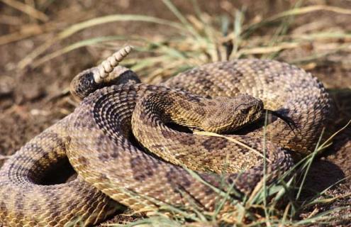 响尾蛇分布在哪里（响尾蛇主要分布在哪里）