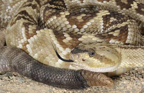 响尾蛇的生活习性 响尾蛇主要生活在哪里