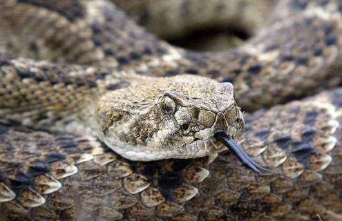 响尾蛇死后咬人的秘密（响尾蛇死后还能咬人）