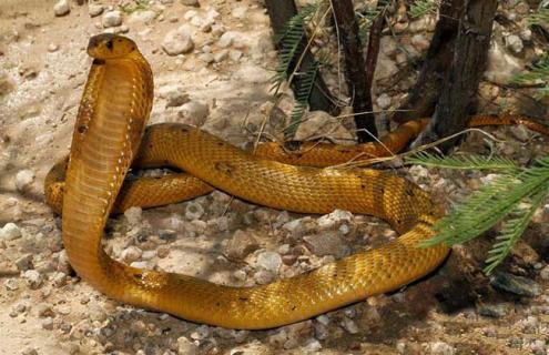 黄金眼镜蛇是什么蛇 黄金眼镜蛇长什么样