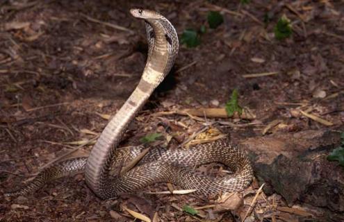 眼镜蛇养殖技术 眼镜蛇养殖技术与管理