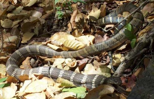 眼镜王蛇是什么蛇（眼镜王蛇是什么蛇配种而来）