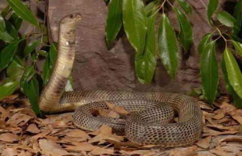 中华眼镜蛇是什么蛇 中华眼镜蛇图片