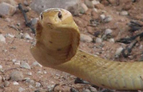 被眼镜蛇咬了怎么办（被眼镜蛇咬了怎么办最快最有效）