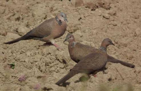 斑鸠是保护动物吗 斑鸠是保护鸟类吗