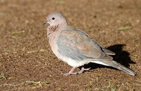 棕斑鸠是什么鸟类（棕斑鸠是保护动物吗）