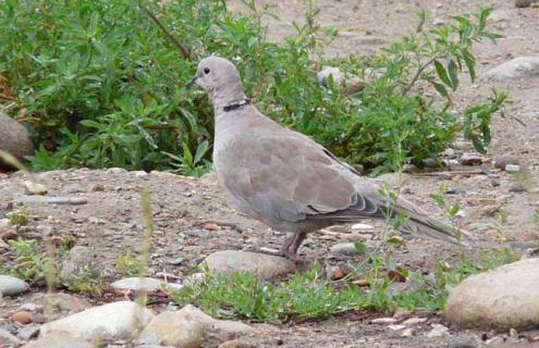 灰斑鸠吃什么食物 灰斑鸠吃什么食物为主