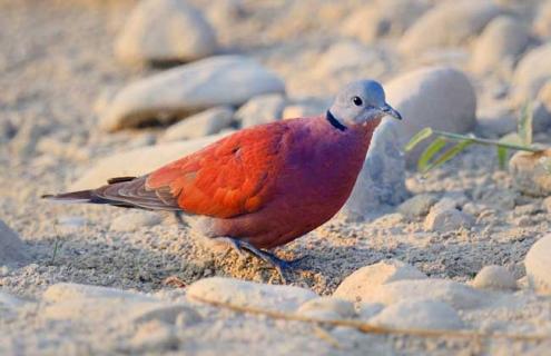 火斑鸠是什么鸟 火斑鸠长什么样子