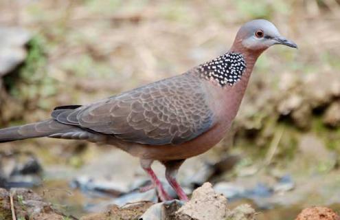 珠颈斑鸠是保护动物吗（珠颈斑鸠是保护动物吗2022）