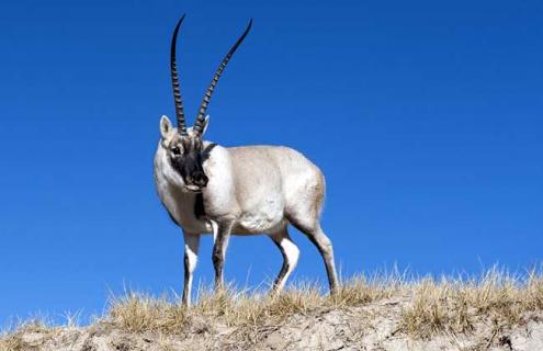 藏羚羊是什么动物 藏羚羊是什么动物卵生