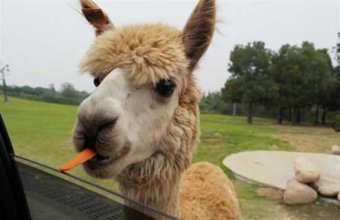 羊驼是什么动物 羊驼是什么动物配出来的