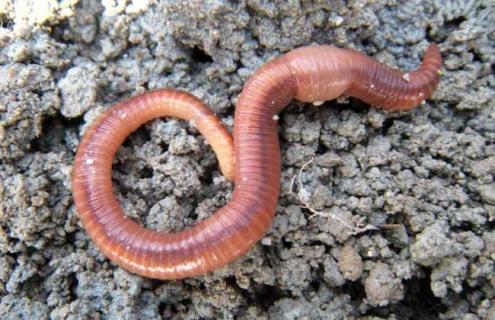 养蚯蚓赚钱吗 养蚯蚓赚钱吗?