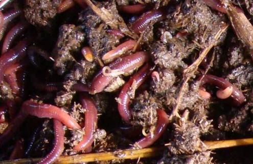 花盆里有蚯蚓好吗 花盆里的蚯蚓怎么消灭最彻底
