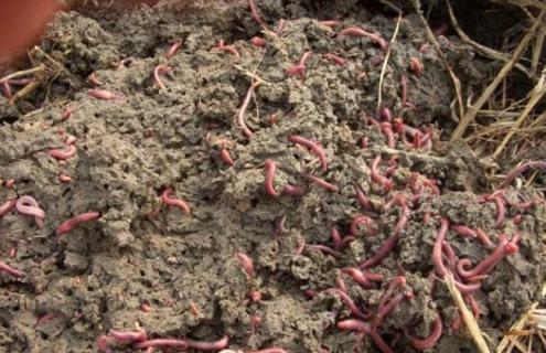 最简单的蚯蚓养殖办法 最简单的蚯蚓养殖办法视频