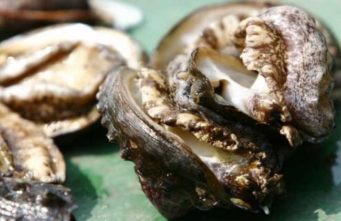 鲍鱼几头是什么意思 鲍鱼几头是什么意思,头多一点好还是少好