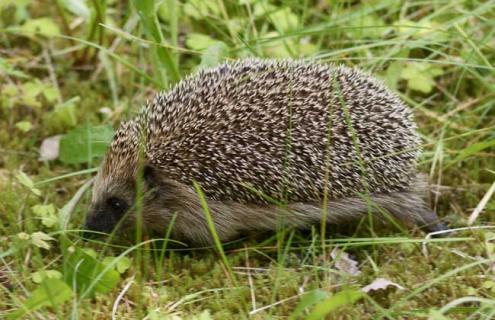 刺猬养殖是真的吗（刺猬养殖技术介绍）