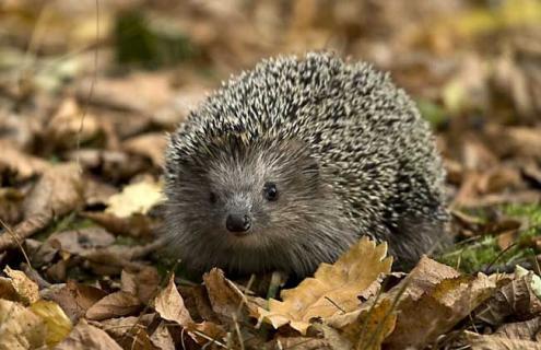 刺猬是保护动物吗 刺猬是保护动物吗,捕杀会获刑吗