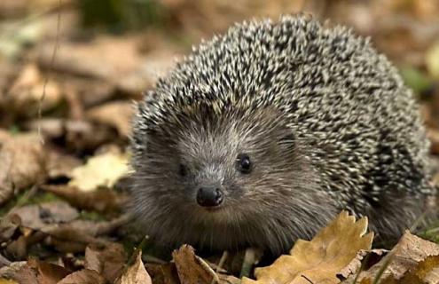 养殖刺猬赚钱吗（养殖刺猬致富骗局）