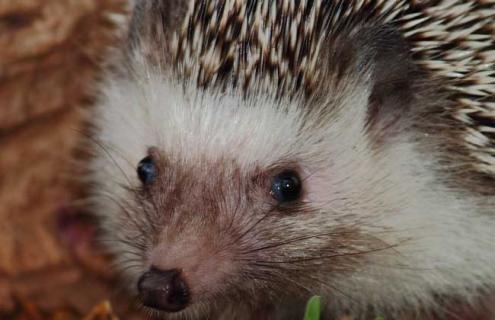 刺猬养殖成本和利润（空房子养殖什么挣钱快）