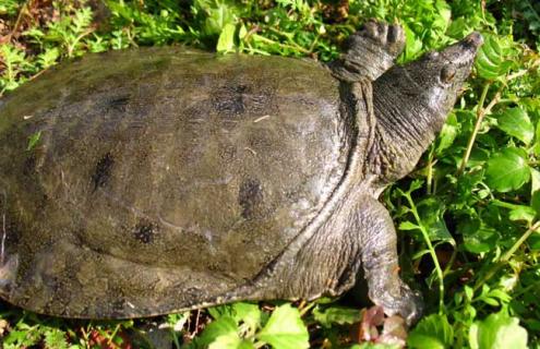 钓甲鱼用什么饵（钓甲鱼用什么饵料钓最好）