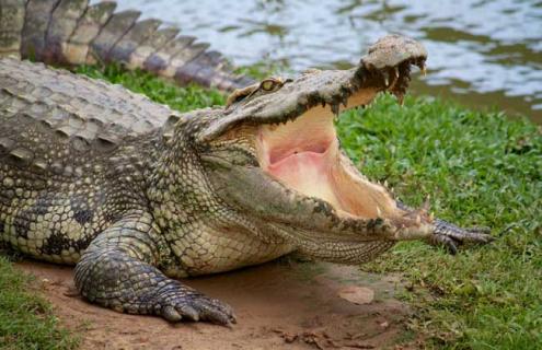 鳄鱼是什么动物 鳄鱼是什么动物类型