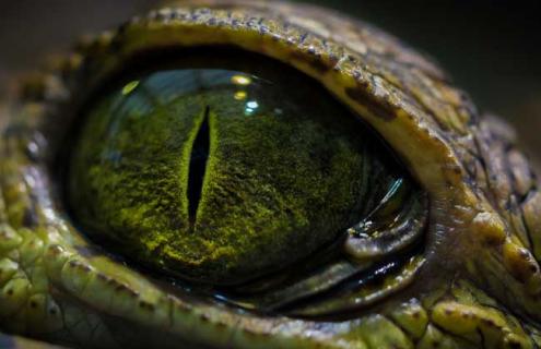 鳄鱼是保护动物吗 鳄鱼是保护动物吗为什么淘宝有卖