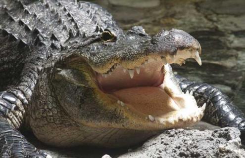 鳄鱼为什么会流泪（鳄鱼为什么会流泪作文）