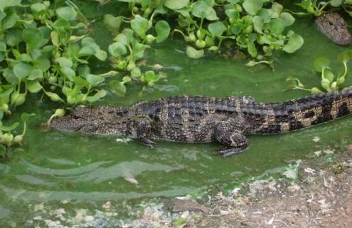 鳄鱼为什么会流泪