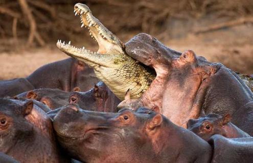 鳄鱼为什么不吃河马 鳄鱼为什么不吃河马的粪便