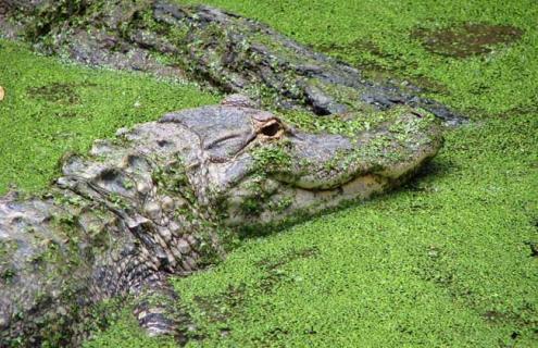 鳄鱼养殖成本和利润（鳄鱼养殖成本和利润和周期）