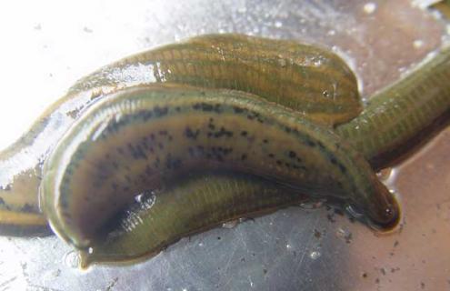 蚂蝗怎么杀死 蚂蝗用什么才能杀死