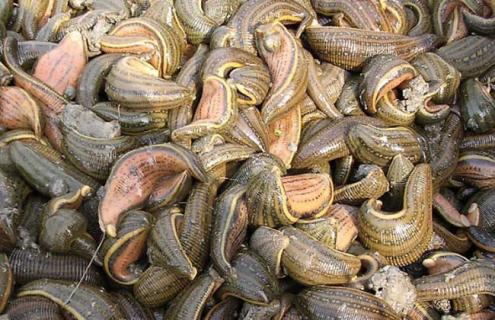 水蛭养殖成本及利润 水蛭养殖成本及利润?-福洋农业