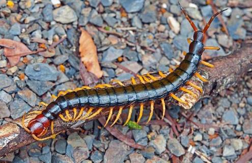 蜈蚣怕什么东西（蜈蚣怕什么东西最好）