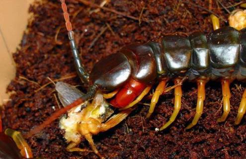 亚马逊巨人蜈蚣有毒吗 亚马逊巨人蜈蚣有多毒