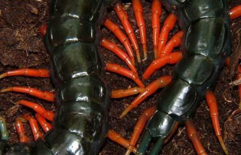 蜈蚣有多少条腿 蜈蚣有多少条腿啊